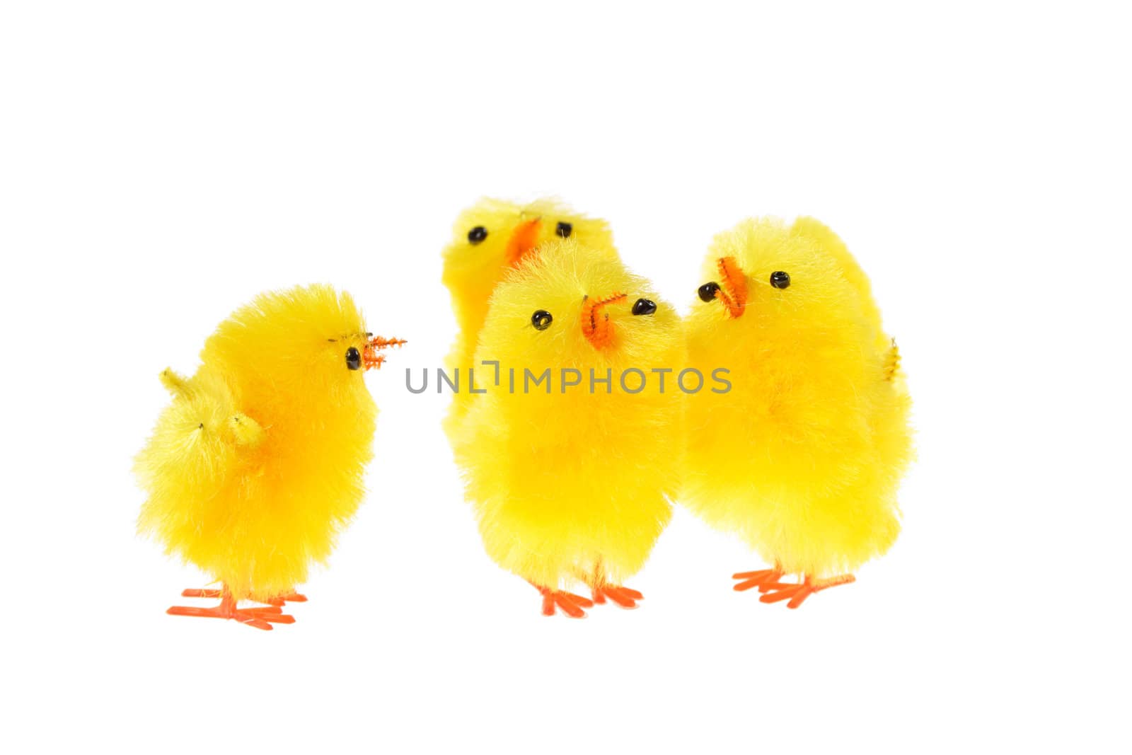 yellow chicklings, photo on the white background