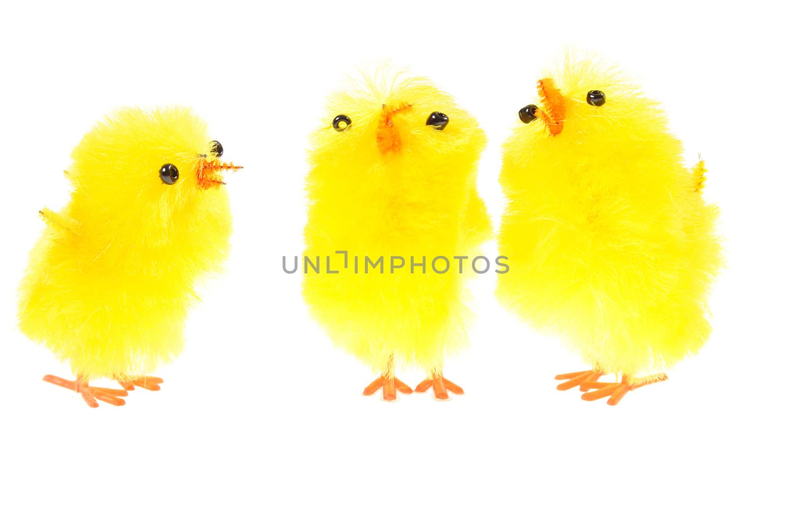 yellow chicklings, photo on the white background