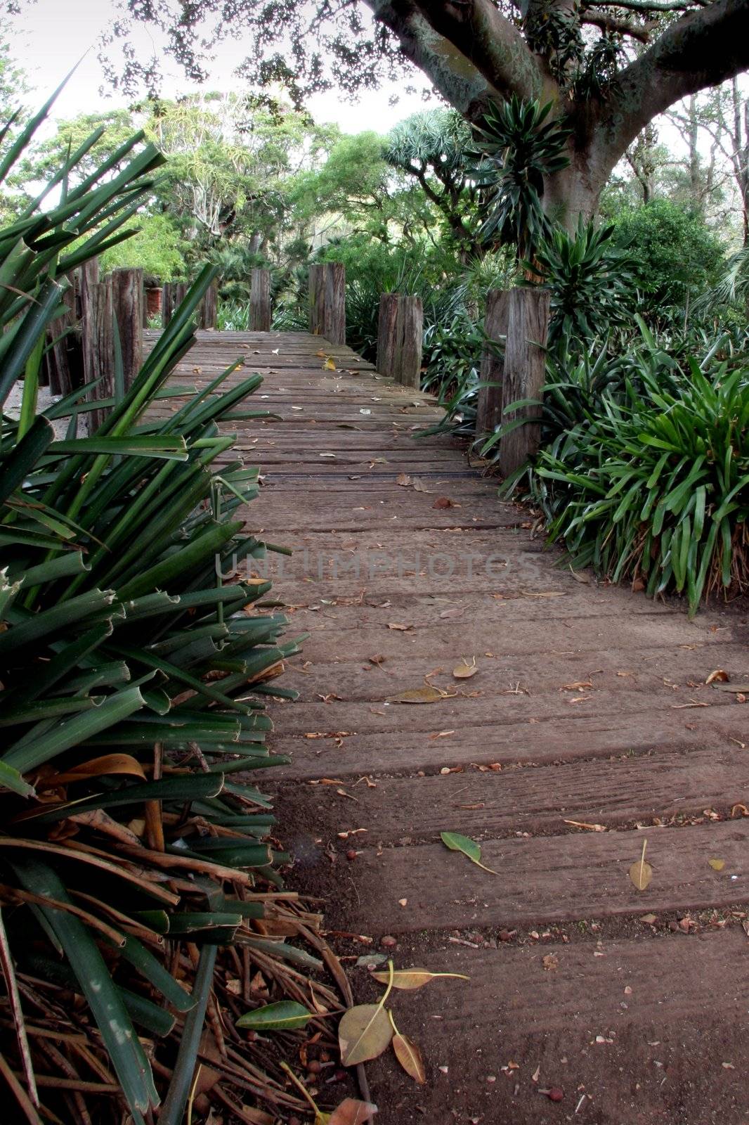 Rustic wooden walkway in a shady forest setting