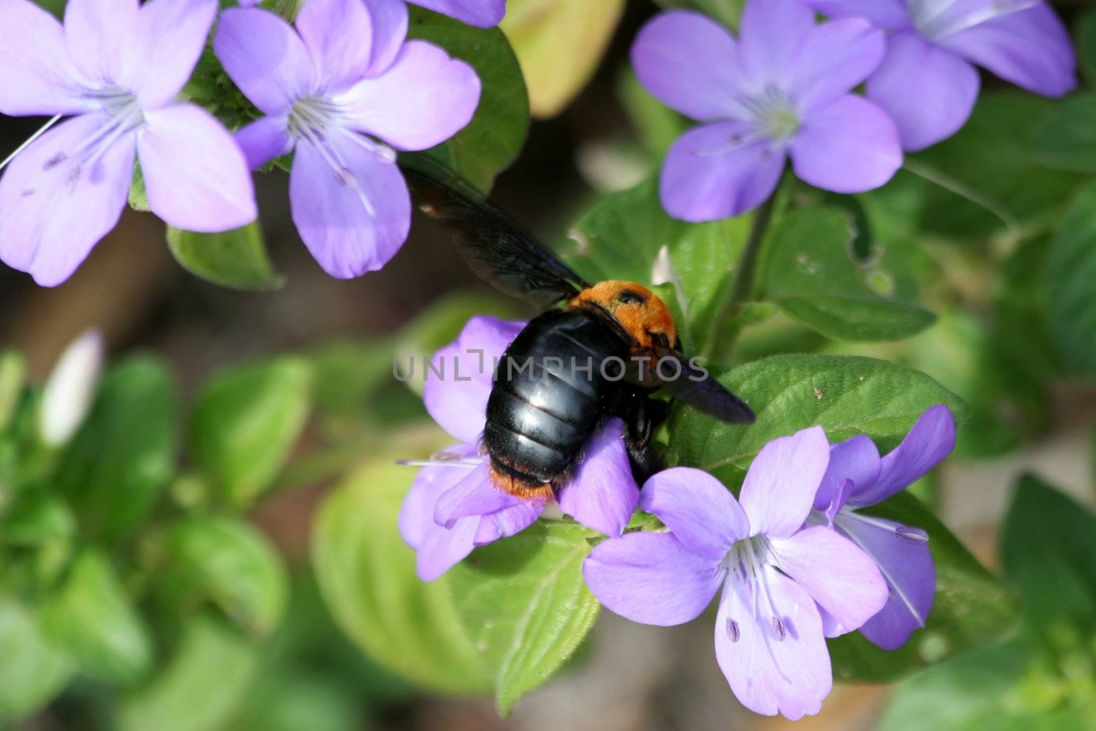 Large bee collecting pollen from mauve flowers