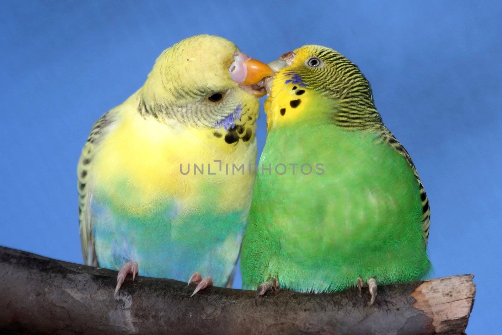 Breeding pair of budgies with the male budgie bird kissing his mate