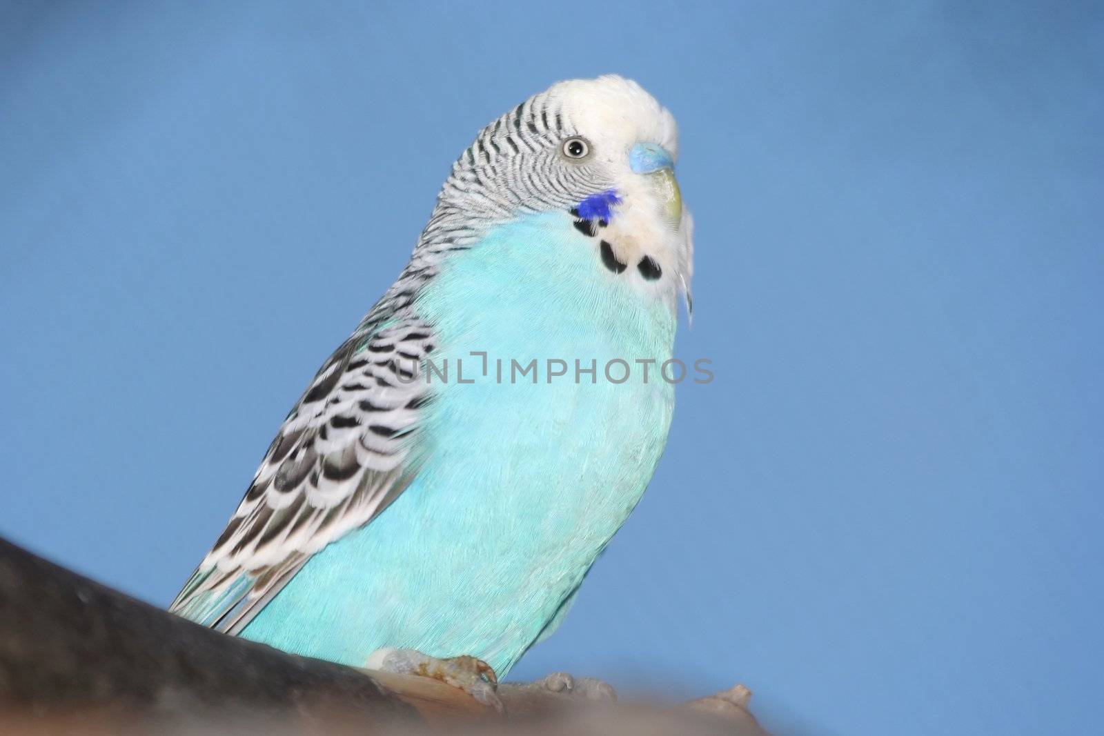 Blue Budgie bird Portrait by fouroaks