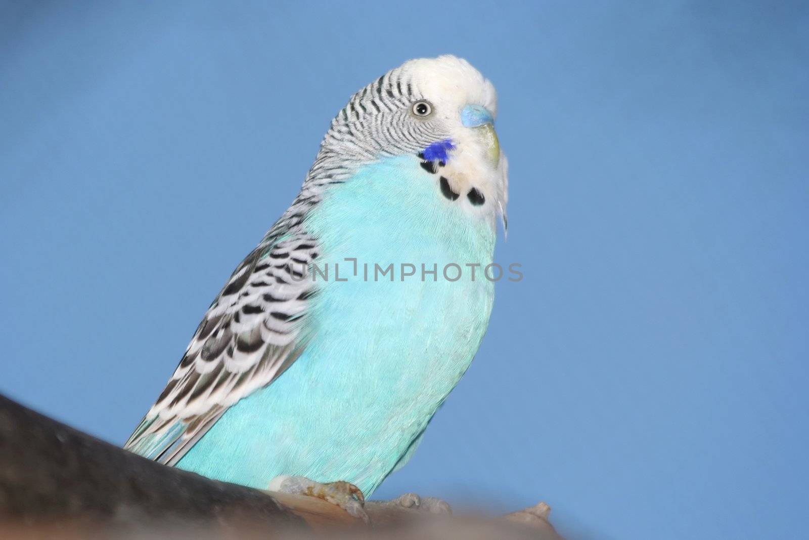 Handsome cobalt blue budgie sitting on a branch