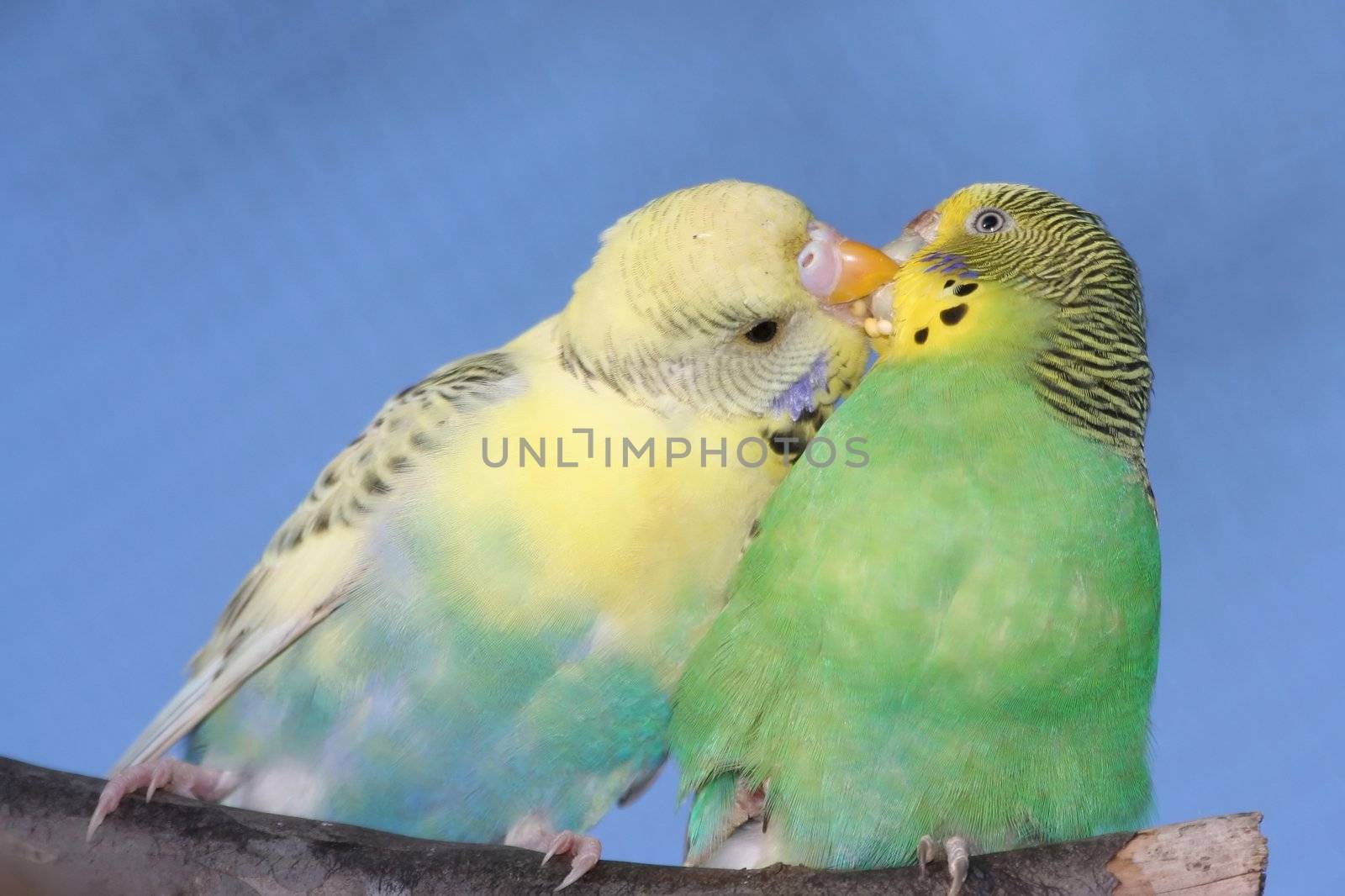 Breeding pair of budgies with the male budgie bird feeding his mate