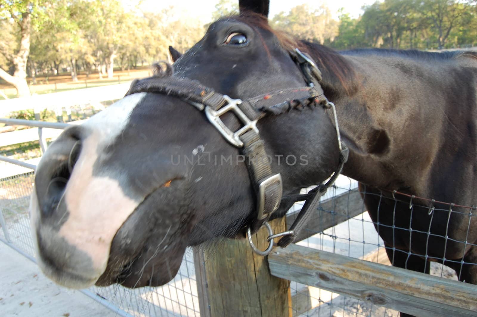 Horse twisting his head in farm corral