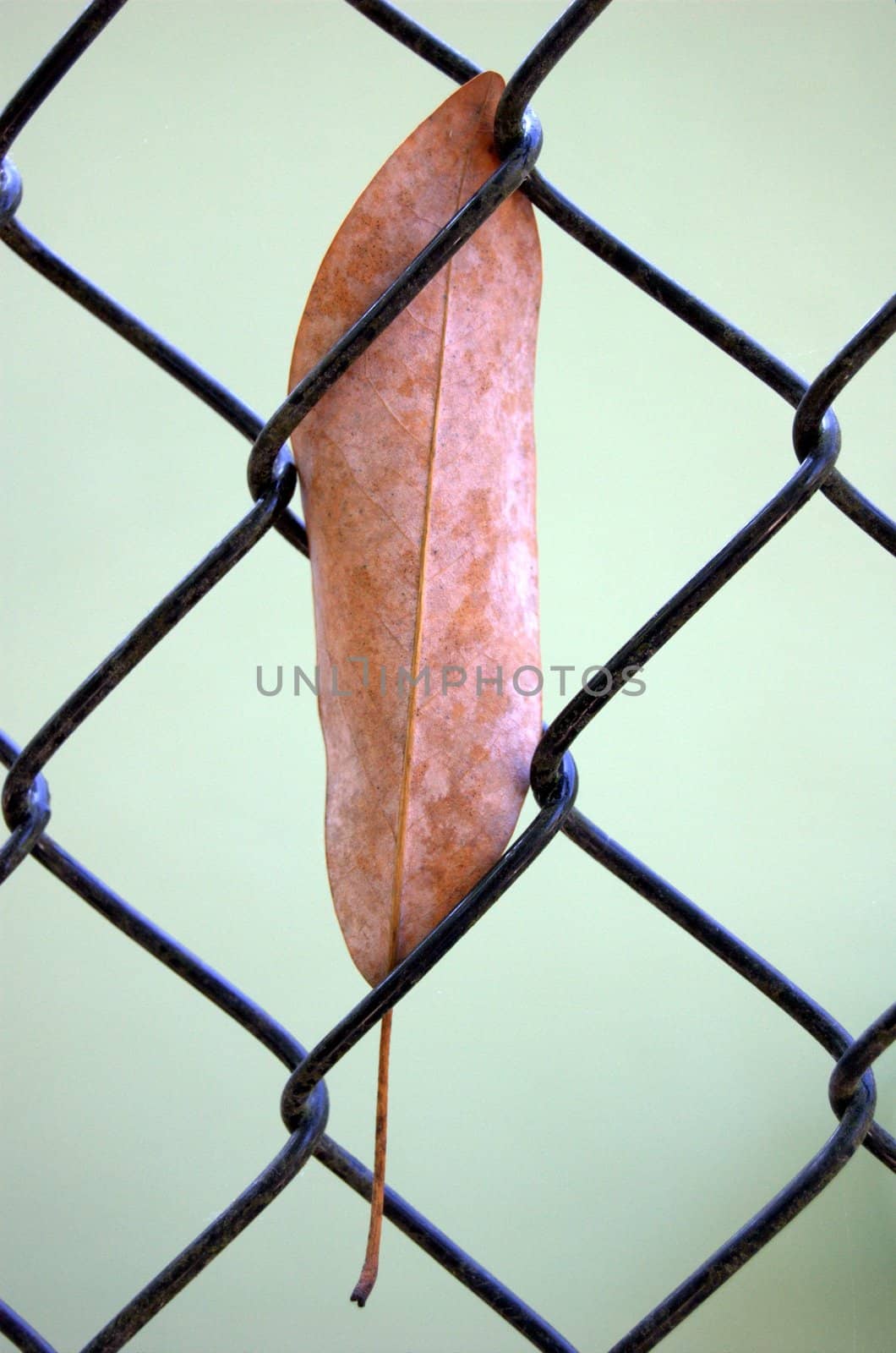 Leaf stuck in a chain link fence