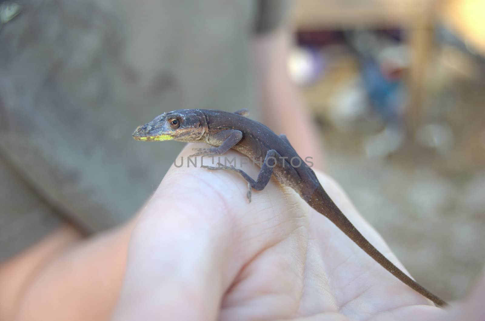 lizard being held on hand