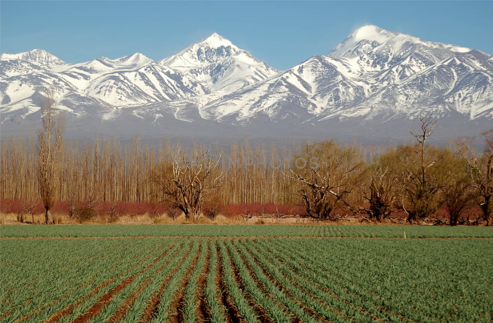 Snowcovered mountains and green fields