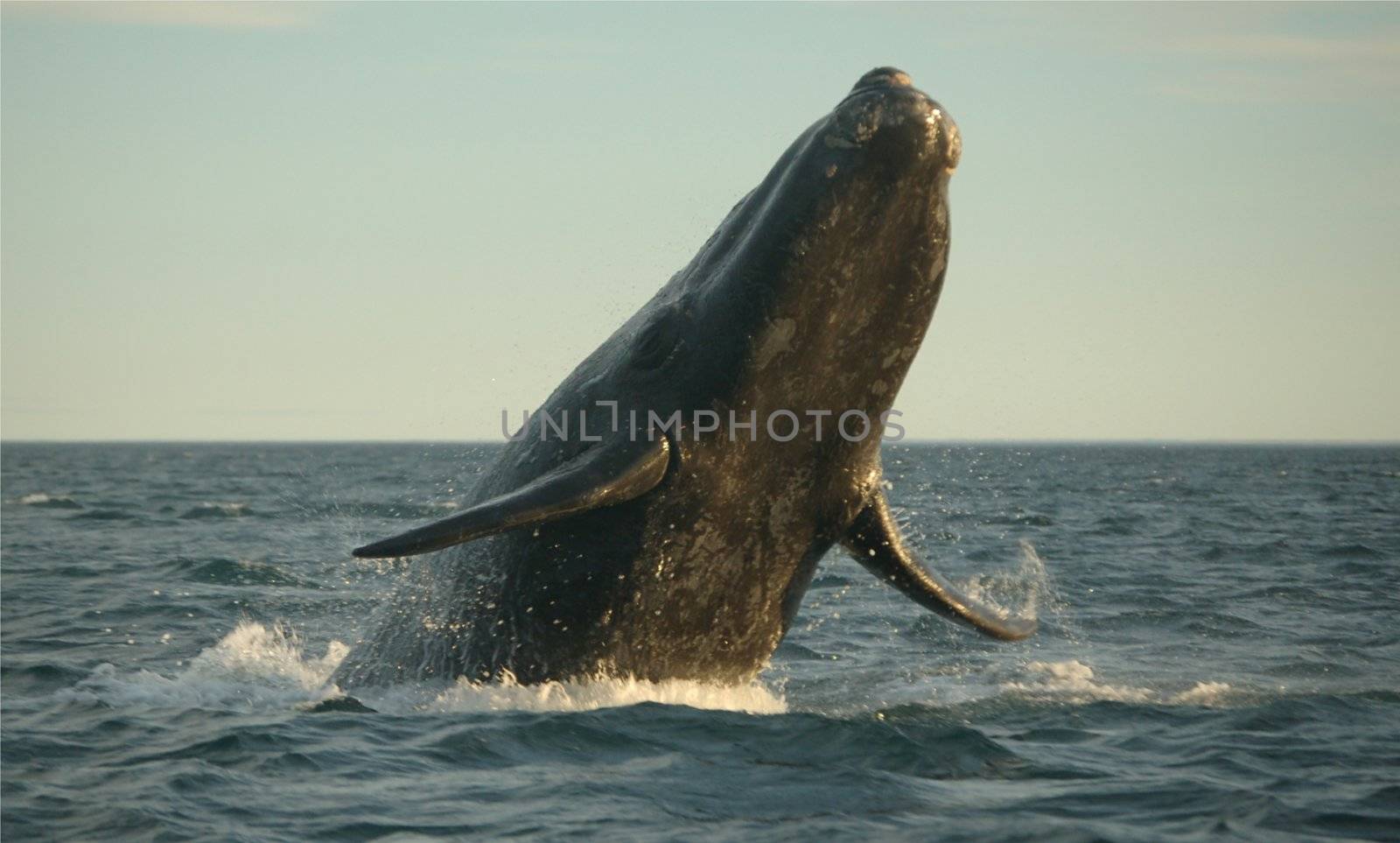 southern right whale in swimming in atlantic ocean