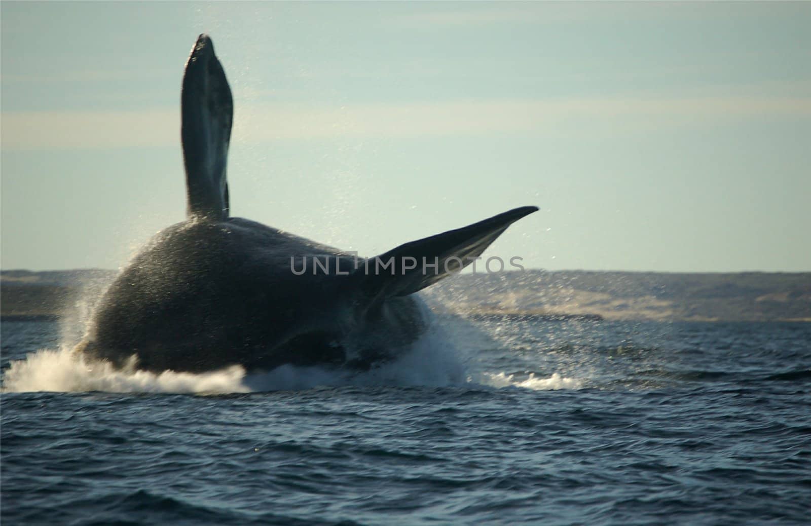 Southern right whale ploughing through waters of southern atlantic ocean