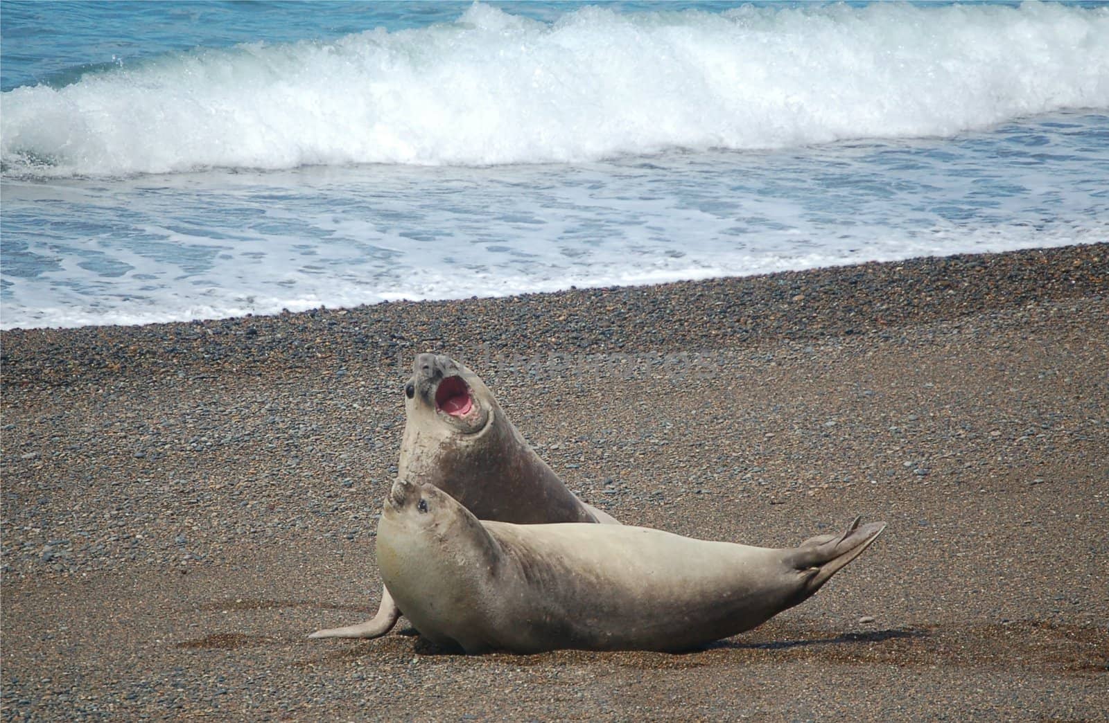 Two sea lions in Patagonia mating