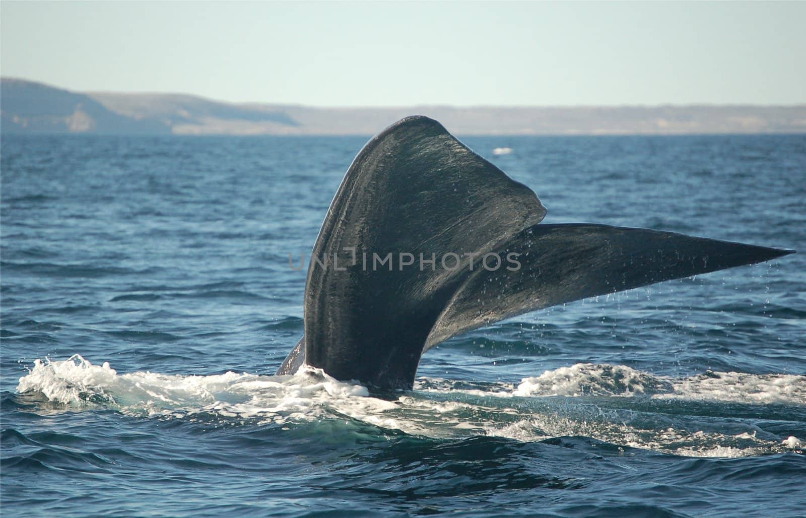 Whale watching Argentina by cosmopol