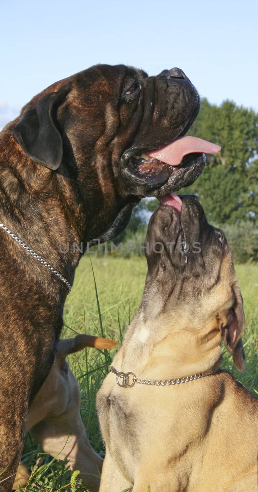 A bullmastiff puppy and his mate.