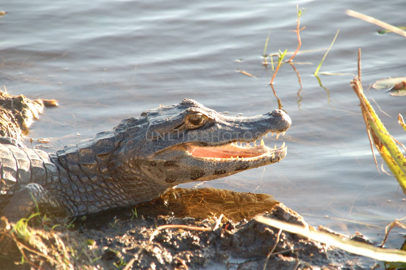 Crocodile waiting for prey