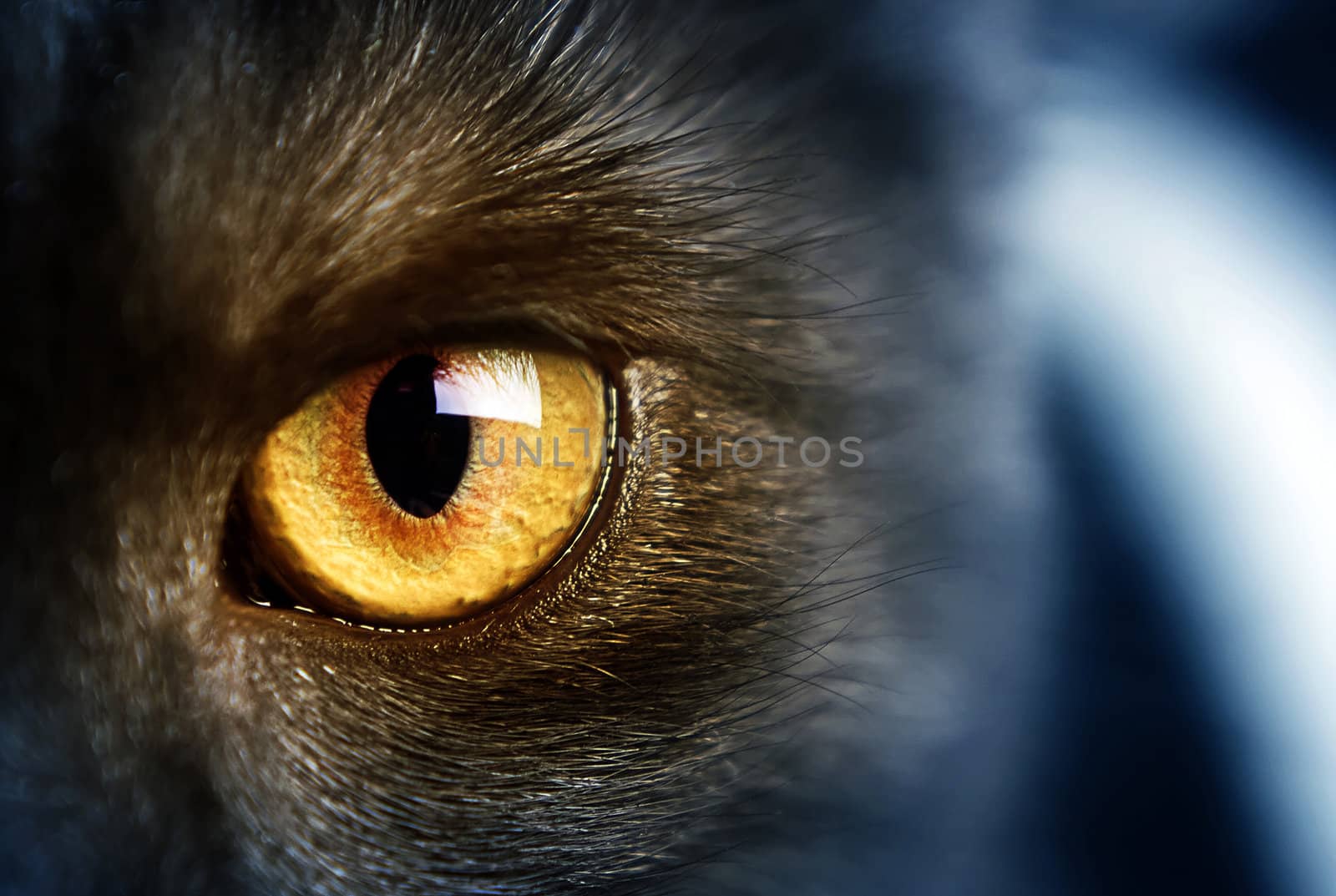 amber yellow cat's eye macro shot