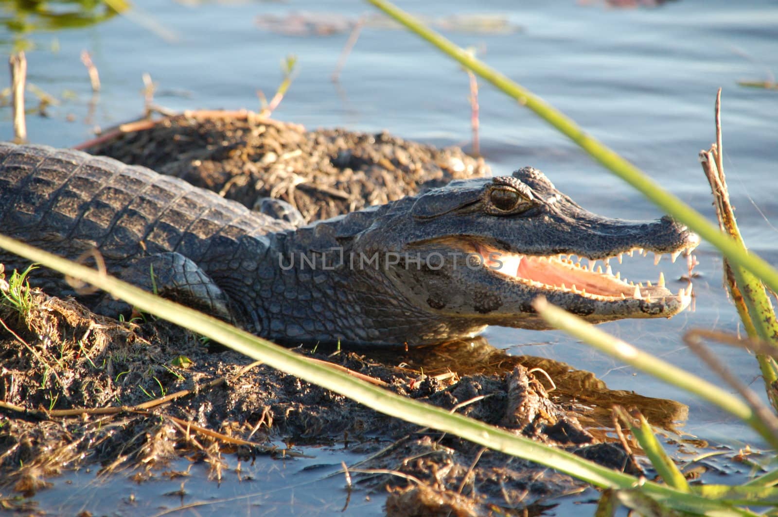 Alligator in Argentine Everglades waiting for prey