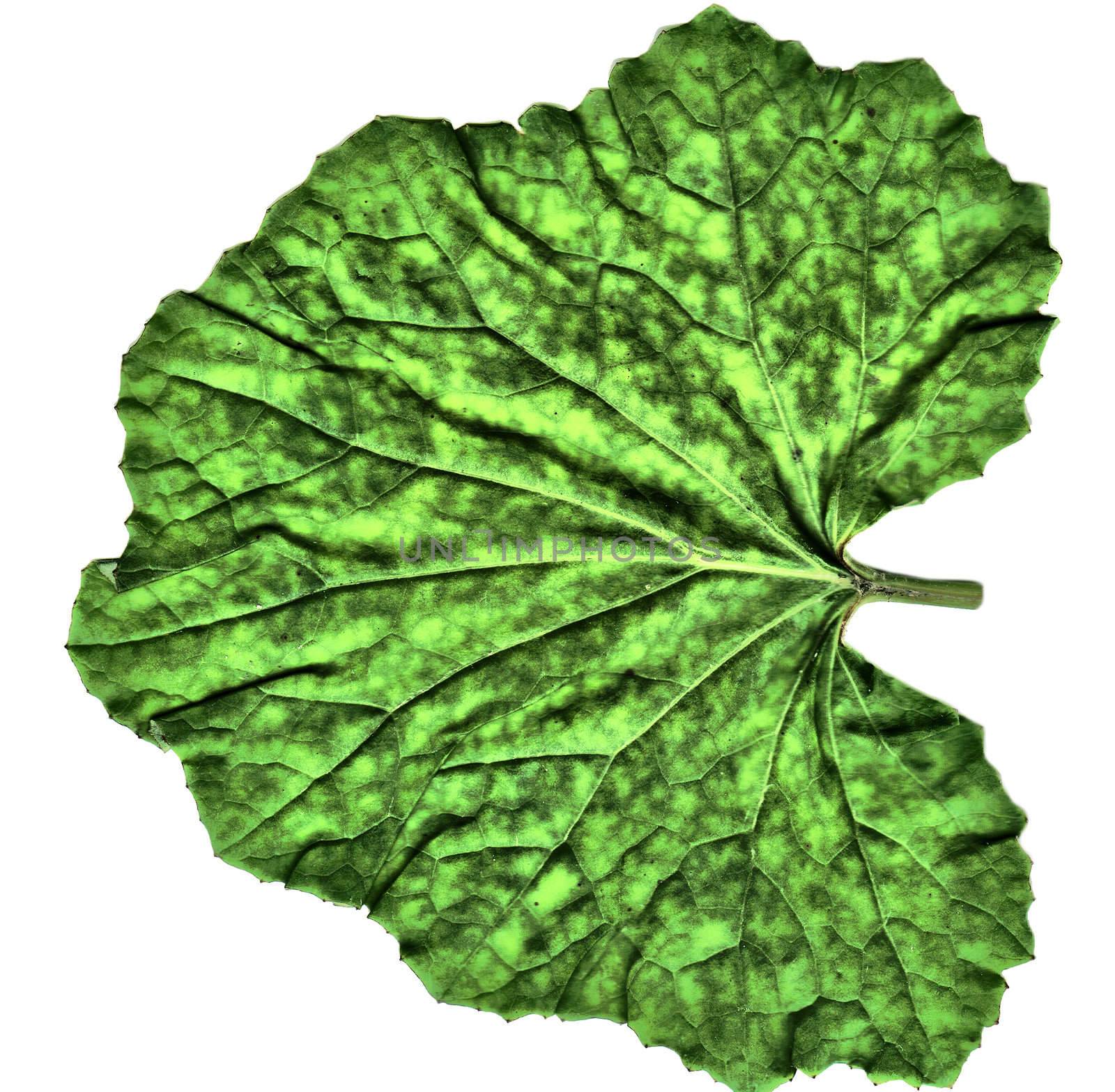 green sheet background -  effect  hdr