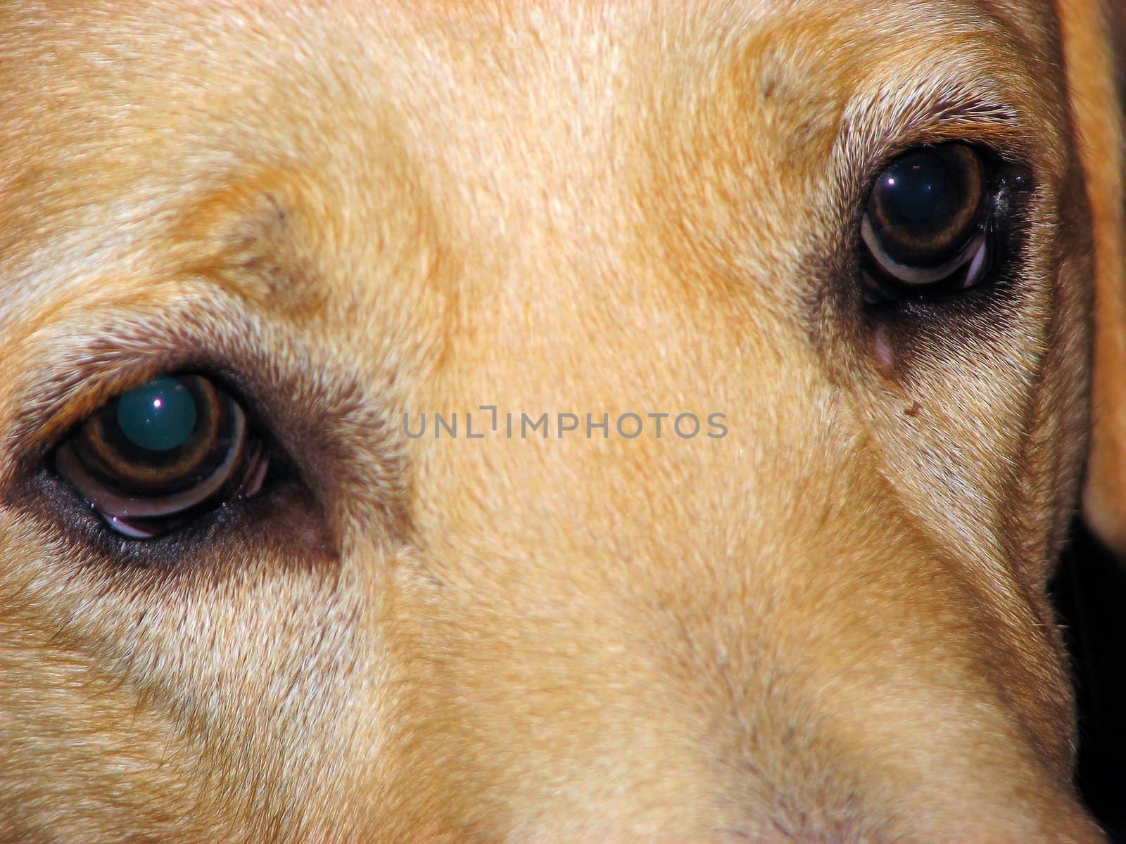 Closeup of the eyes of a labrador dog