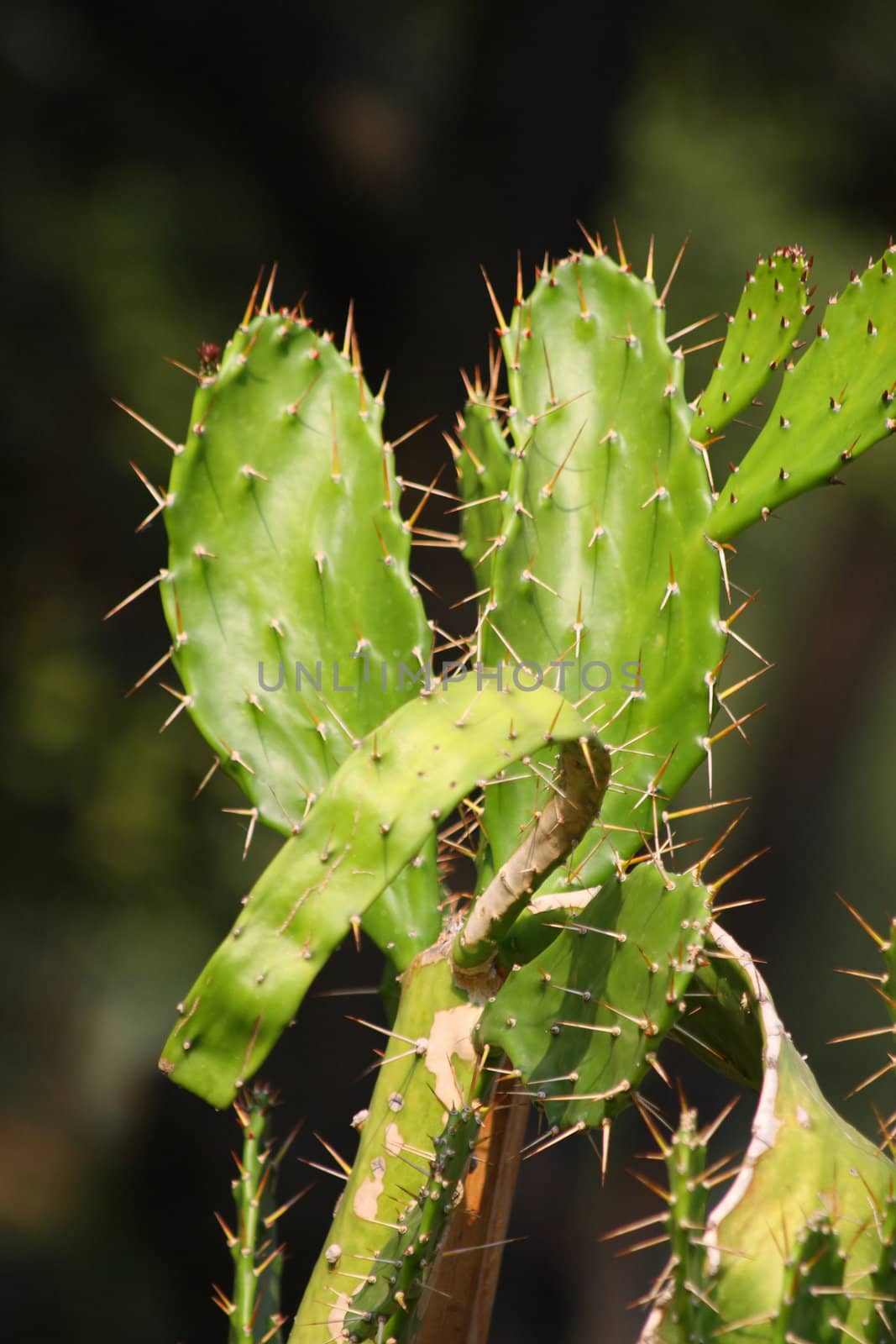 Close up of the cactus leaves. Background.