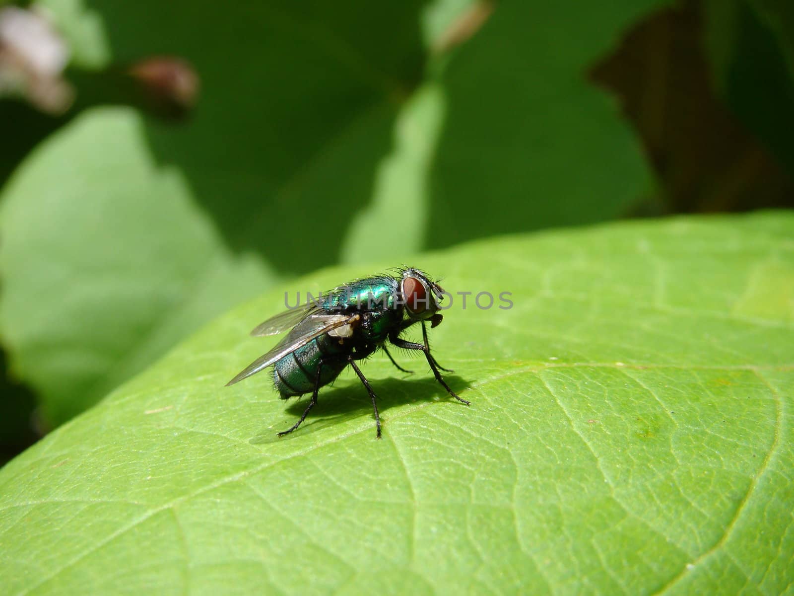 fly on leaf by elvira334