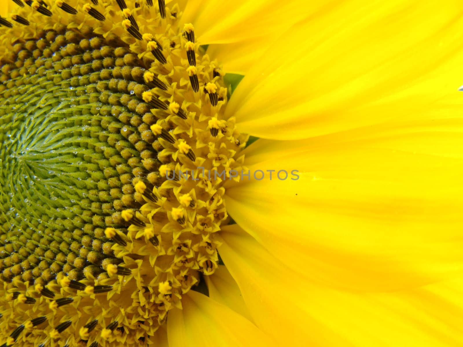 close up of sunflower