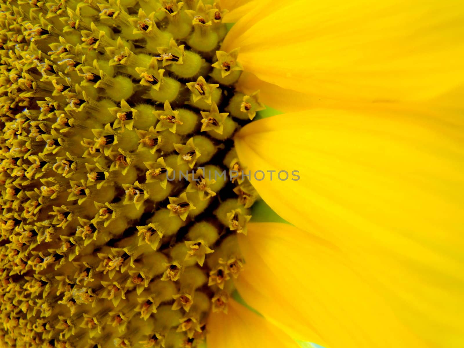 close up of sunflower