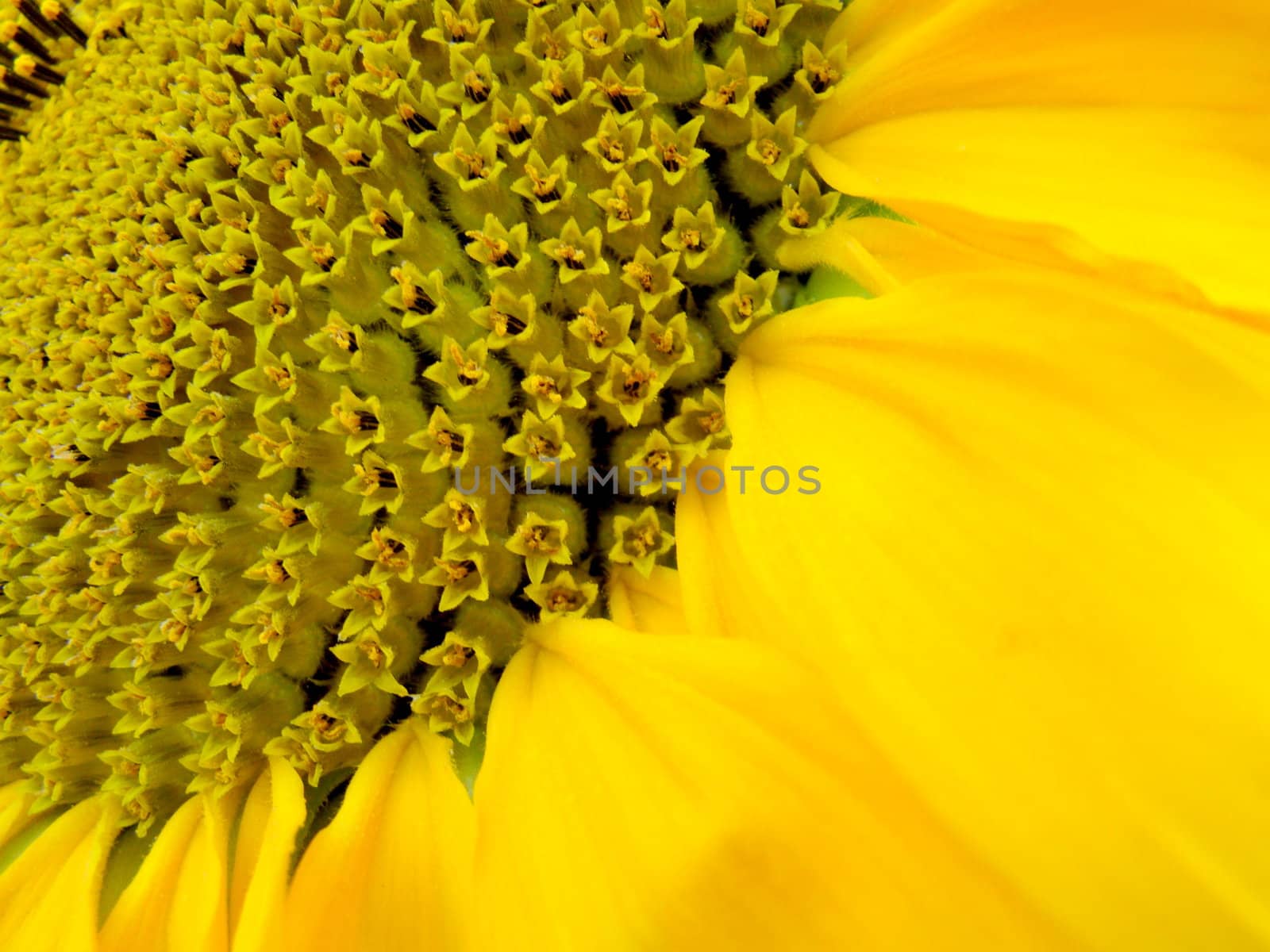 sunflower by elvira334