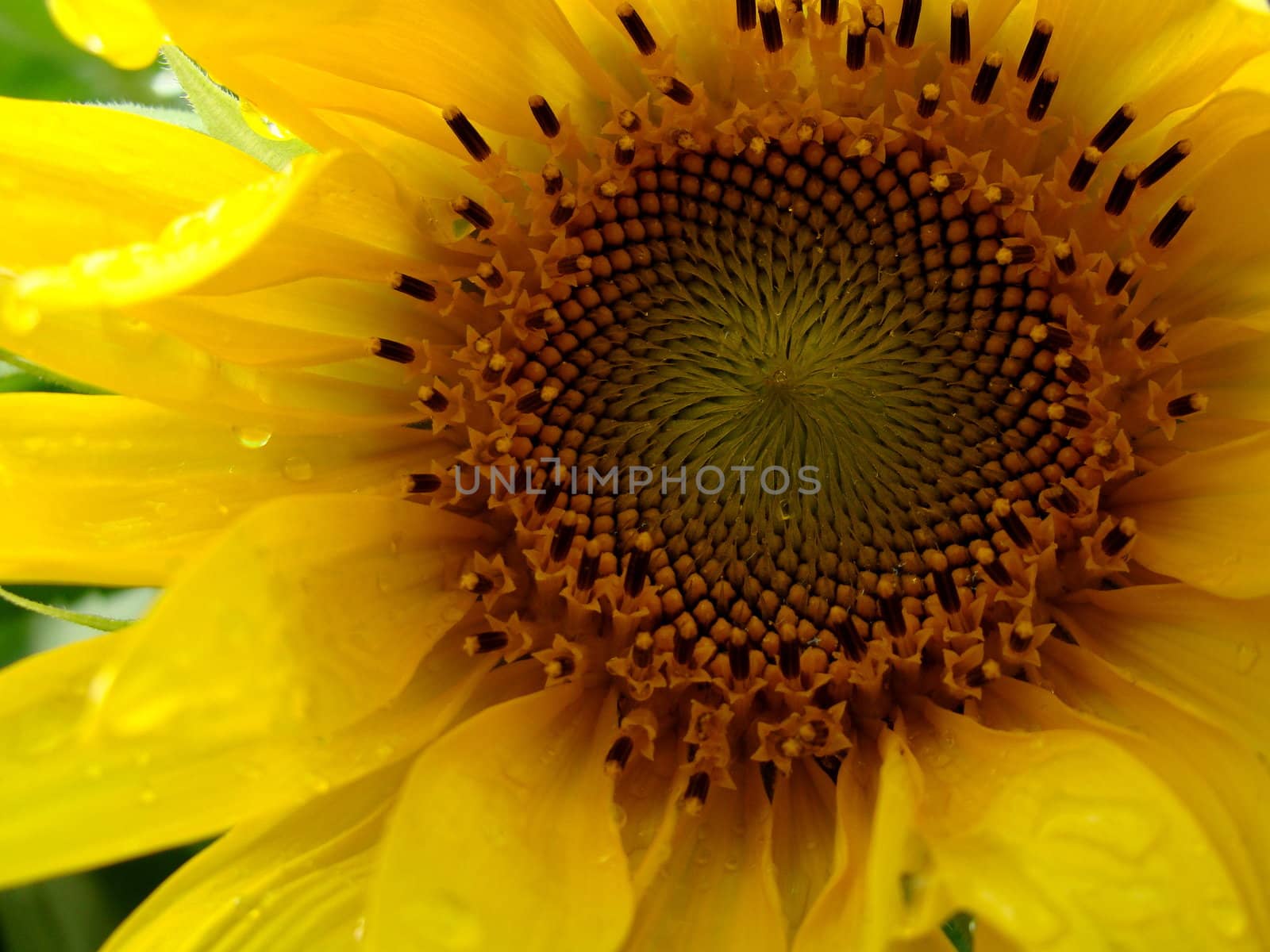 sunflower up close