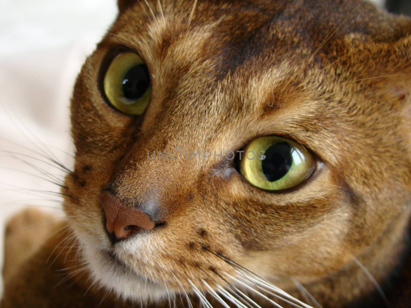 close up of abessin cat