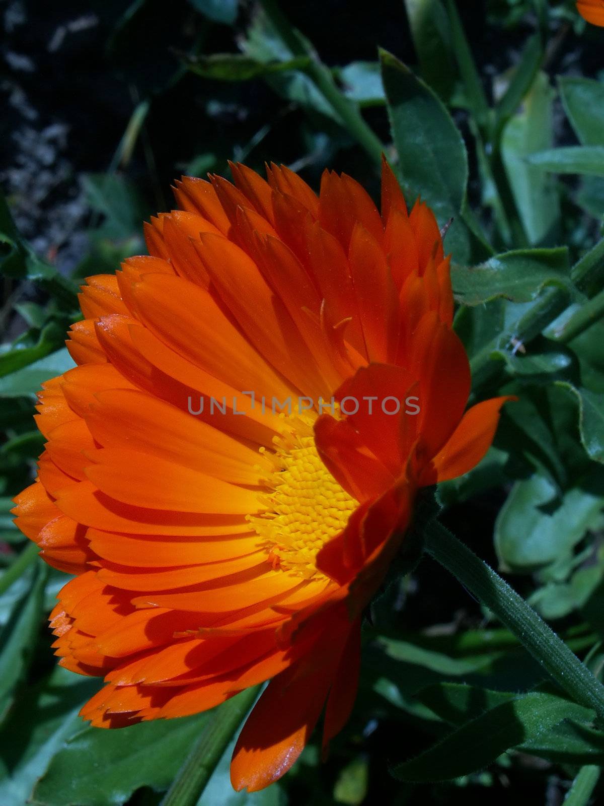 marigold- calendula officinalis by sarkao