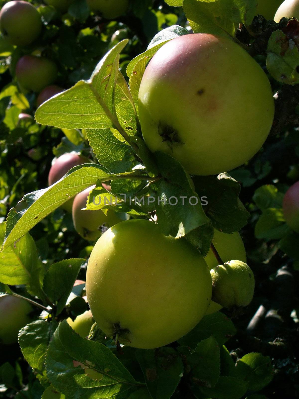picture of a apples