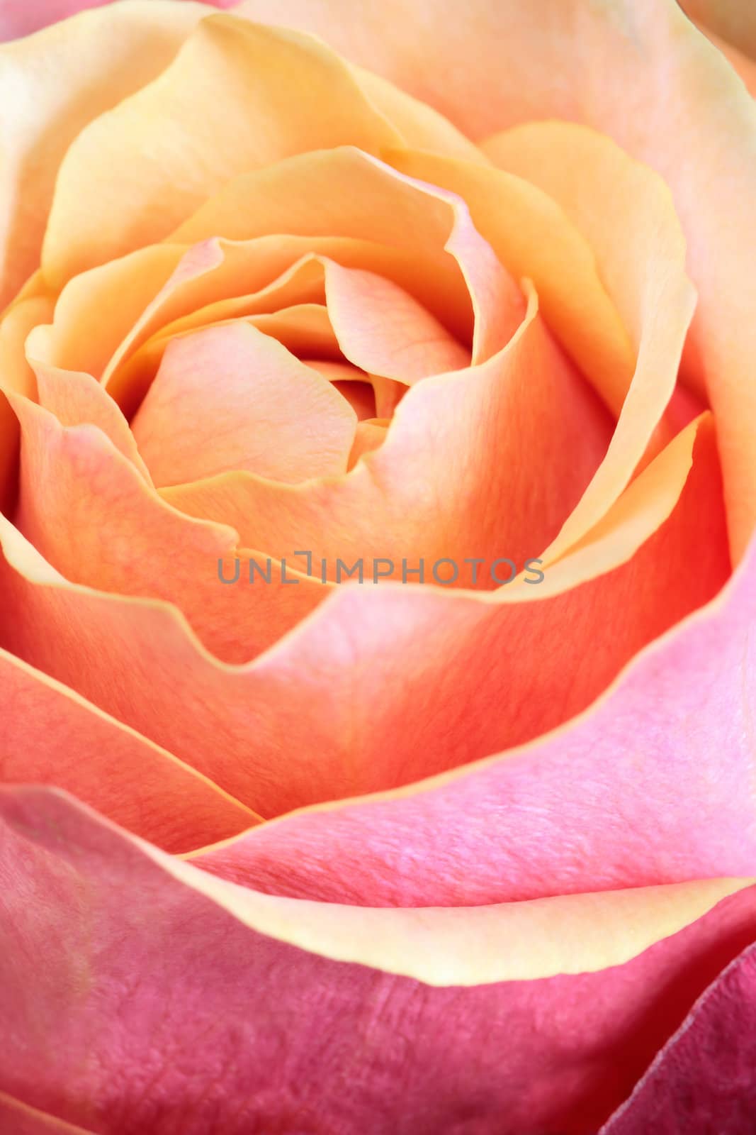 Macro, shallow depth of field image of a single orange and pink rose.  Focus on edges of petals.
