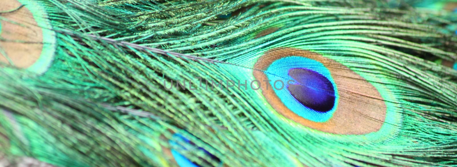 Close up of the peacock feather texture