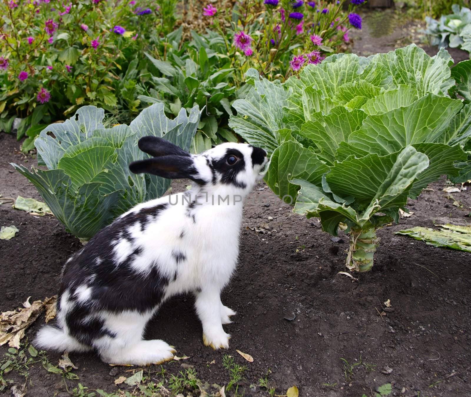 dappled rabbit eats cole on cabbage bed in vegetable garden