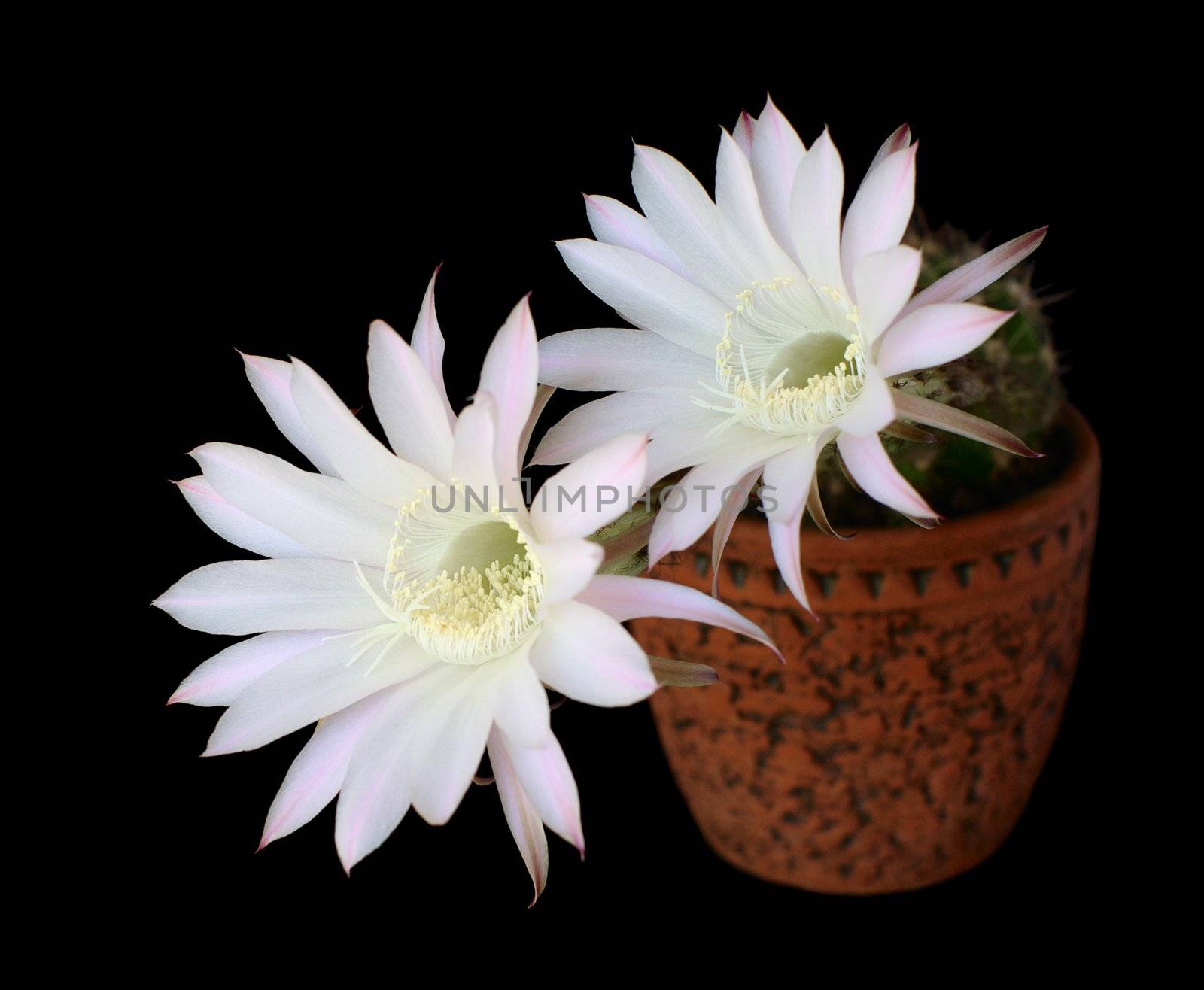 flowers of cactus echinopsis hybrid on black  