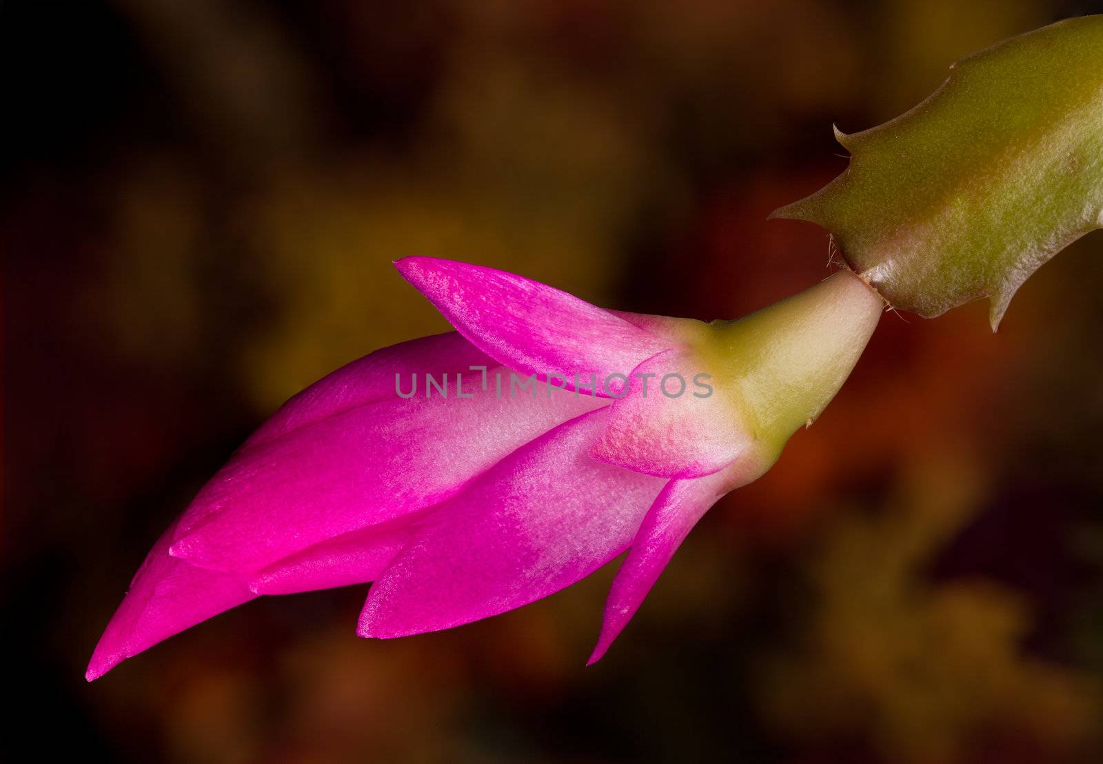Blossom of the Christmas Cacti flower in macro