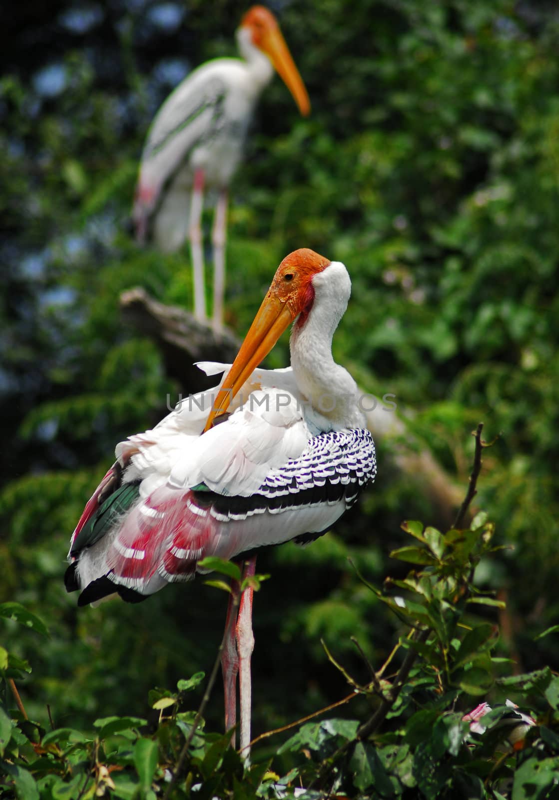 An isolated shot of a Painted Stork Migratory Bird