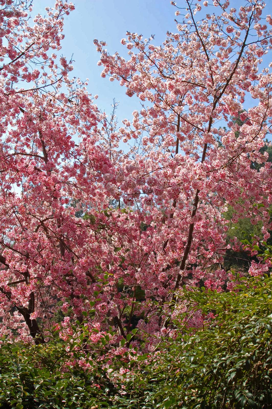 An isolated shot of Pink Cherry Flowers