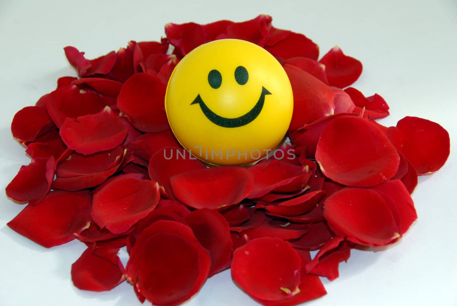 valentine rose flower petals and smile