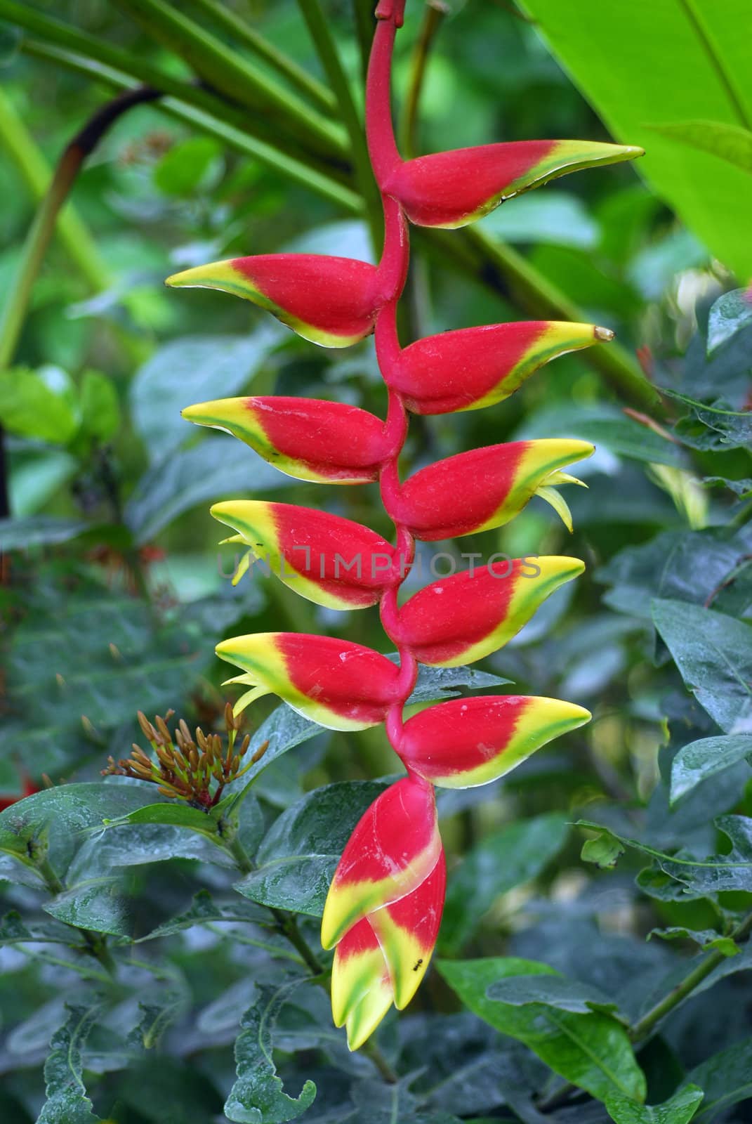 Isolated shot of a Heliconia Lobster claw orange yellow Flower in bloom