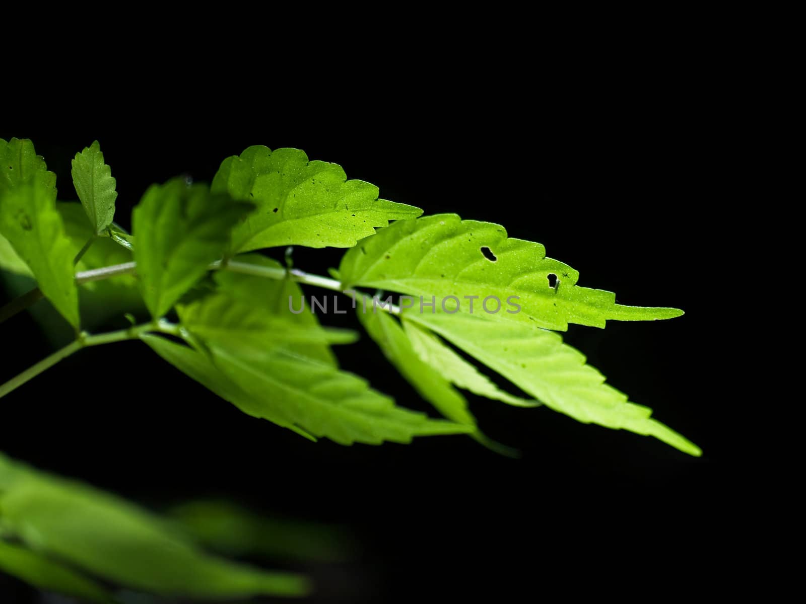 Closeup texture and detail of beautiful green foliage