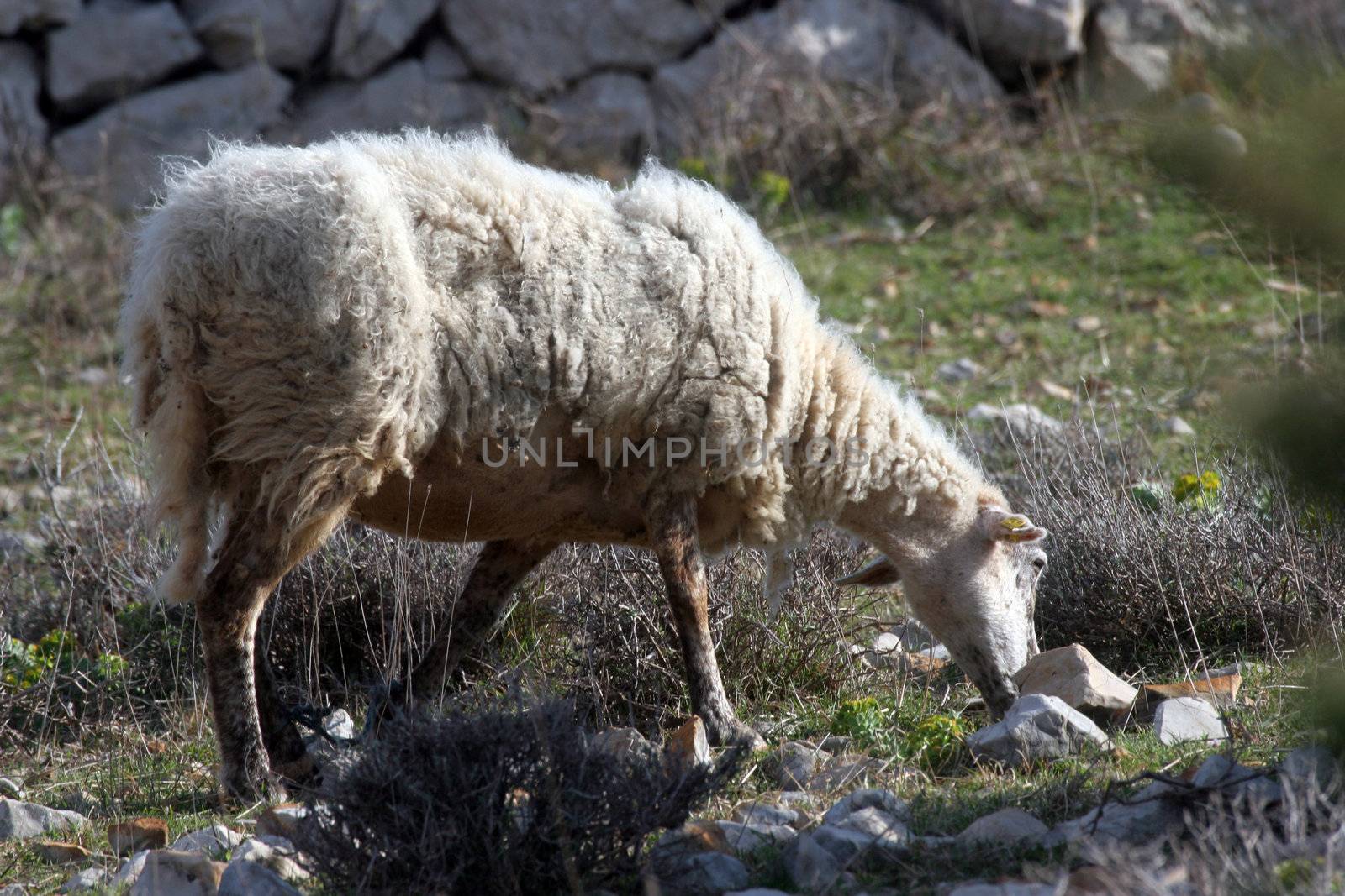 Sheep by atlas
