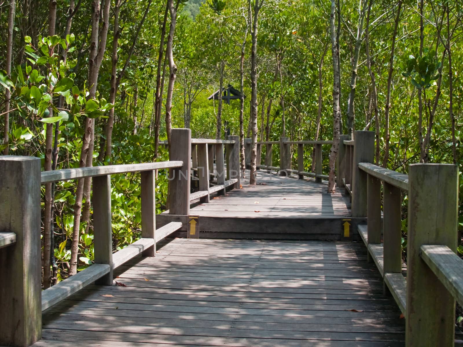 Boardwalk through the mangrove forest