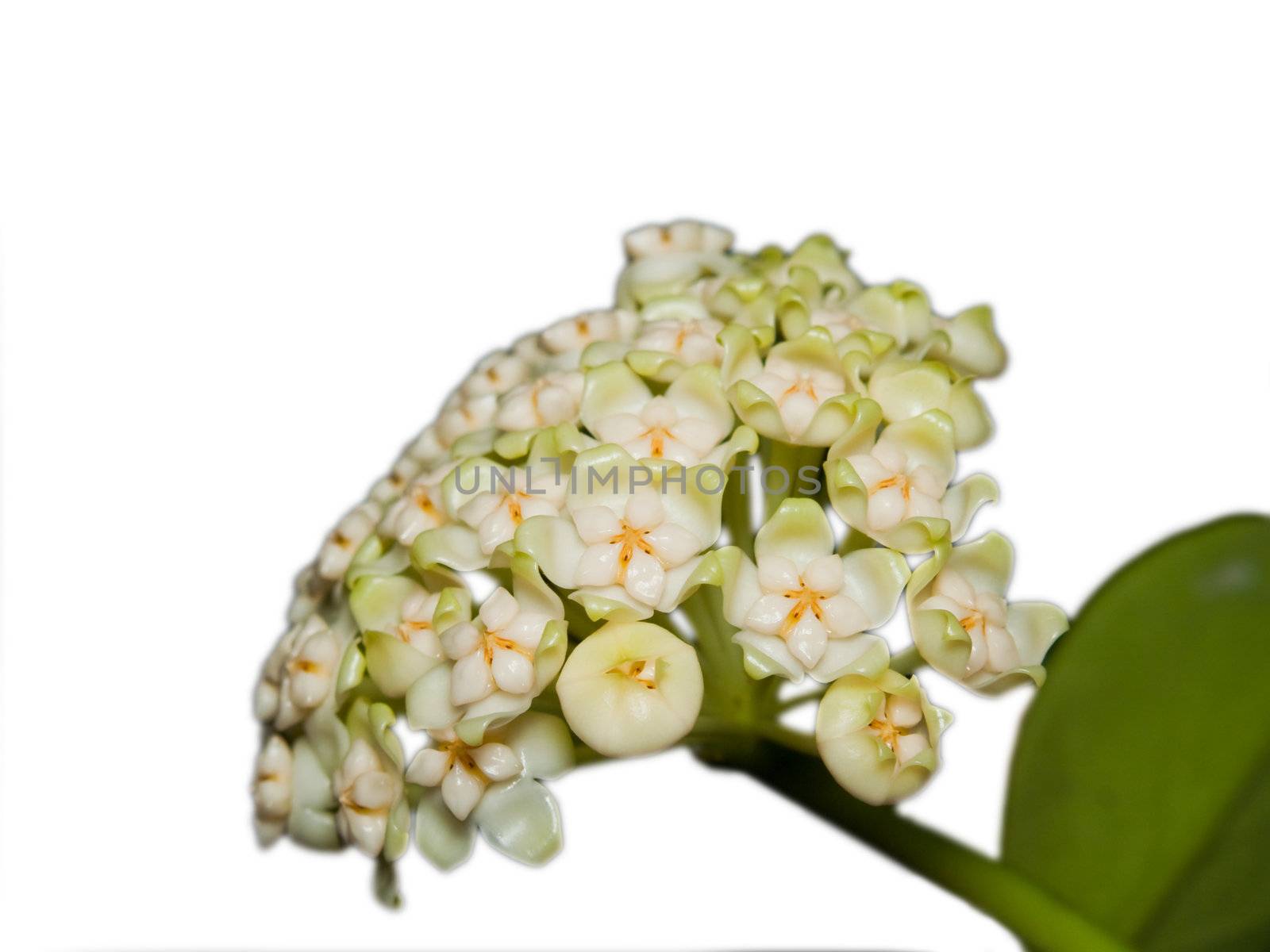 Beautiful hoya pachyclada blooming on white background