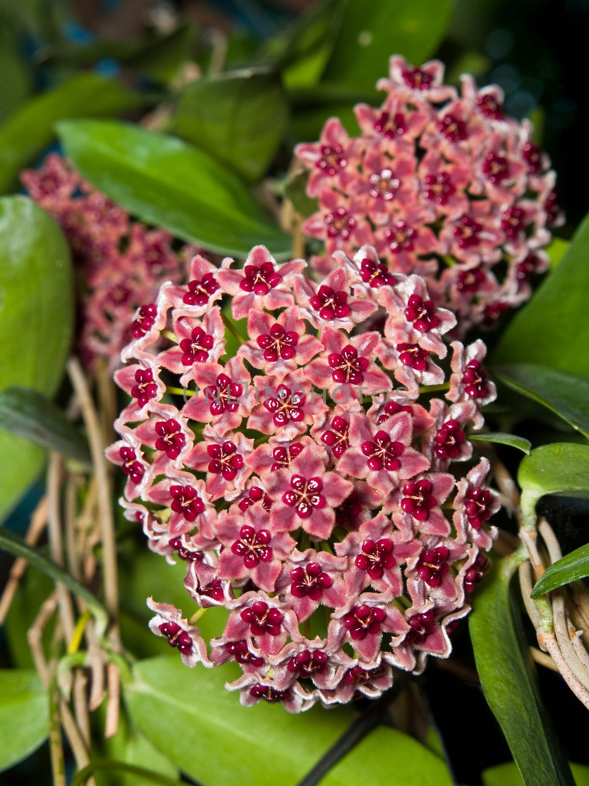 Beautiful hoya globulifera 4 bouquet blooming very well