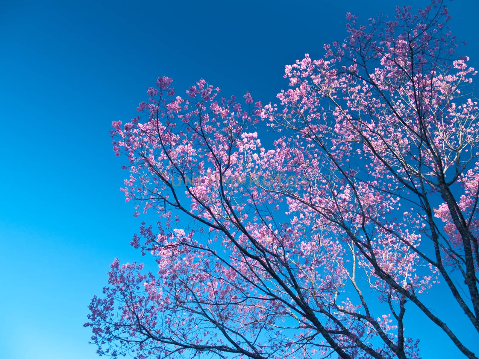 Himalayan Cherry (Prunus cerasoides) blooming at Doi Pha Tang, Chiang Rai, Thailand. In Thailand we call 'Nang Paya Sua Krong' it mean 'Queen of royal tiger'