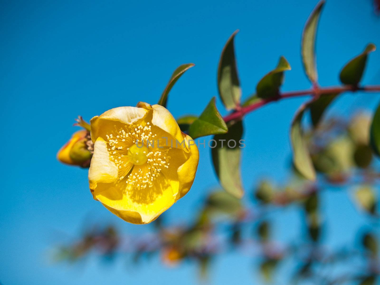 Golden lotus blooming (Hypericum hookerianum Family : Hypericaceae)