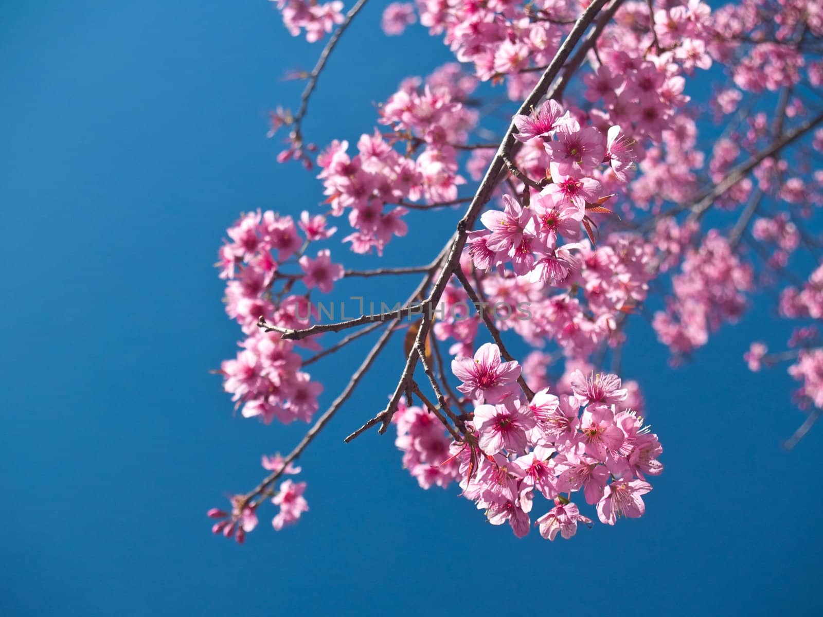 Himalayan Cherry (Prunus cerasoides) blooming at Doi Phahompok National Park, Mae Ai, Chiang Mai, Thailand. In Thailand we call 'Nang Paya Sua Krong' it mean 'Queen of royal tiger'