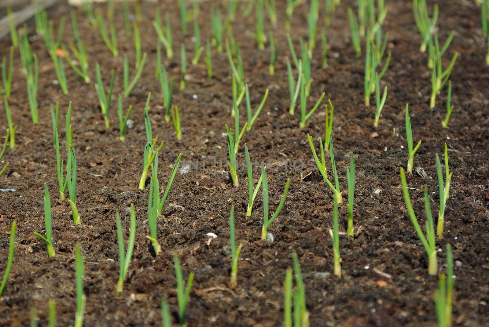 Rows of garlic plants seedlings in spring garden bed