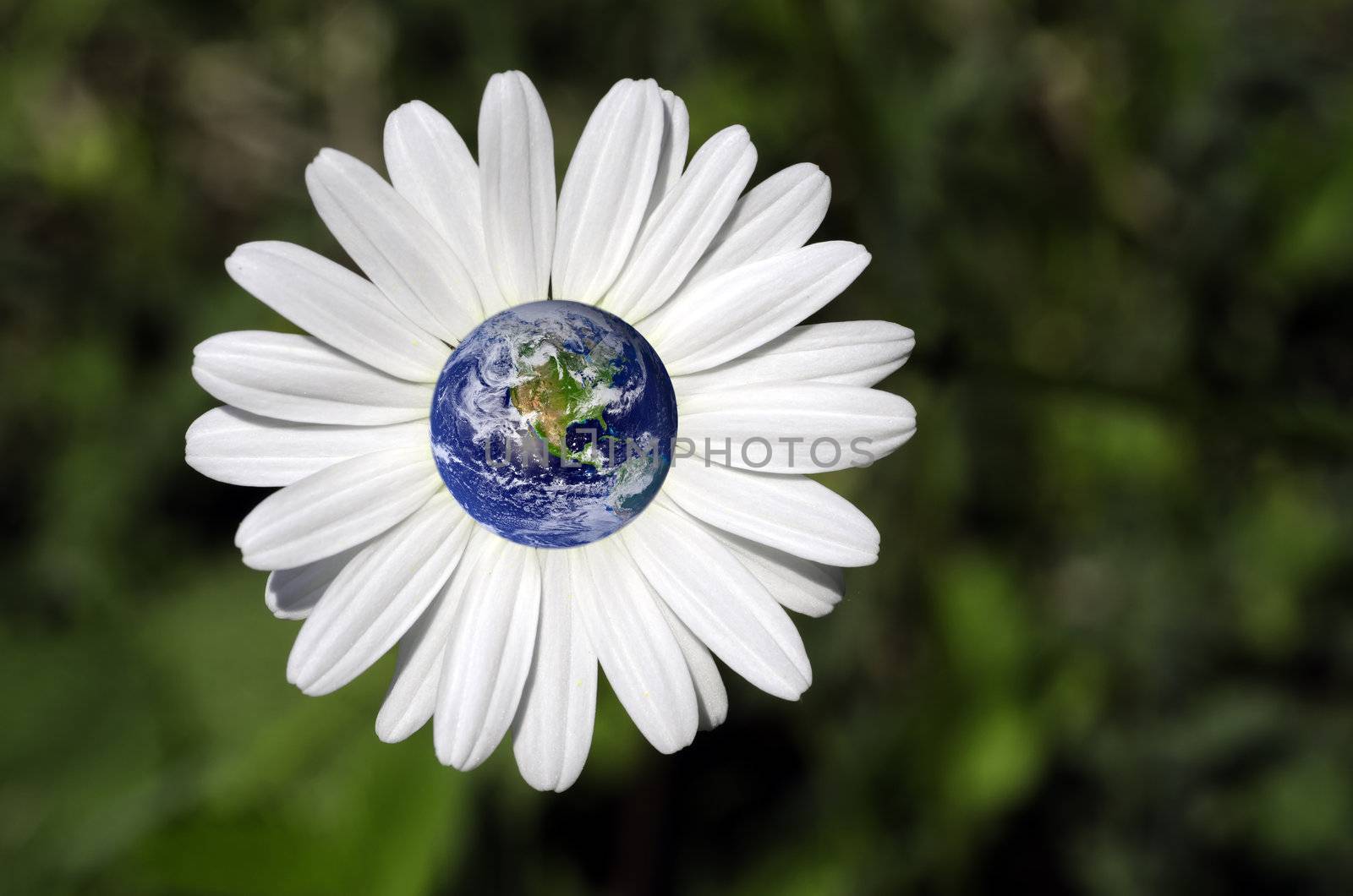our planet is a flower by gufoto